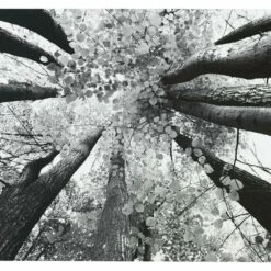 Ashley Furniture Ananya - Black/white - Wall Art Accessories