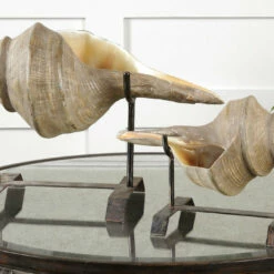 Uttermost Conch Shell Sculpture, Set/2 Table Decor