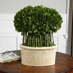 New ๐ Uttermost Willow Topiary Preserved Boxwood โจ 5 Uttermost Willow Topiary Preserved Boxwood