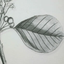 Uttermost Farmhouse Florals Framed Prints, S/9 Accessories