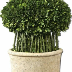 Uttermost Willow Topiary Preserved Boxwood