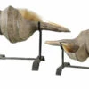 Cheapest 😀 Uttermost Conch Shell Sculpture, Set/2 Table Decor ✨ 2 Uttermost Conch Shell Sculpture, Set/2 Table Decor