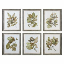 Accessories Uttermost Seedlings Framed Prints S/6