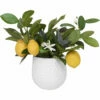 Best deal ⭐ Uttermost Positano Lemon In White Pot ✨ 2 Uttermost Positano Lemon In White Pot