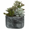 Uttermost Alverio Desert Garden Succulents Accessories